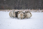 Drenthe Heideschafe im Winter