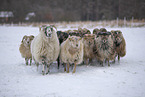 Drenthe Heideschafe im Winter