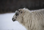 Drenthe Heideschaf im Winter