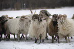 Drenthe Heideschafe im Winter