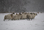 Drenthe Heideschafe im Winter