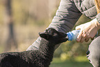 Drenthe Heideschaf Lamm
