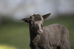 Drenthe Heideschaf Lamm