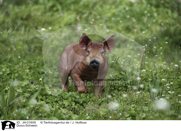 Duroc-Schwein / Duroc pig / JH-31609