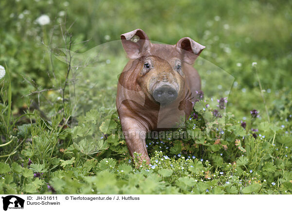 Duroc-Schwein / Duroc pig / JH-31611