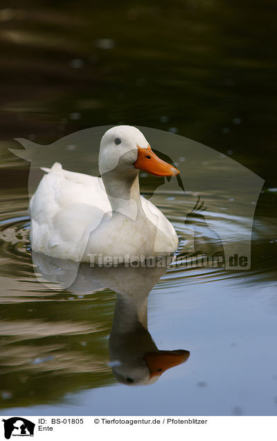 Ente / duck / BS-01805