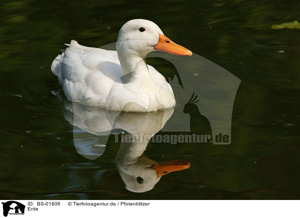 Ente / duck / BS-01806
