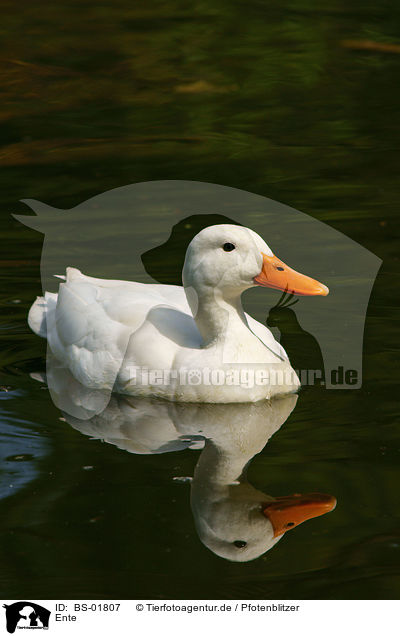 Ente / duck / BS-01807