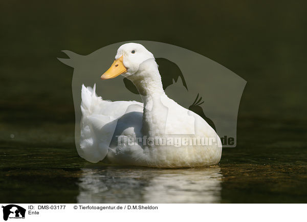 Ente / DMS-03177