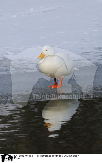 Ente / duck / DMS-04884