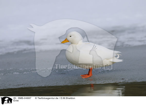 Ente / duck / DMS-04887