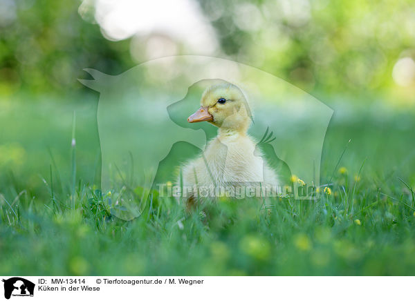 Kken in der Wiese / Chicks in the meadow / MW-13414