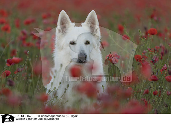 Weier Schferhund im Mohnfeld / SI-01578