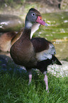 Ente auf der Wiese