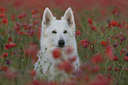 Weier Schferhund im Mohnfeld