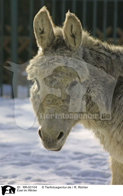Esel im Winter / donkey in the snow / RR-00104