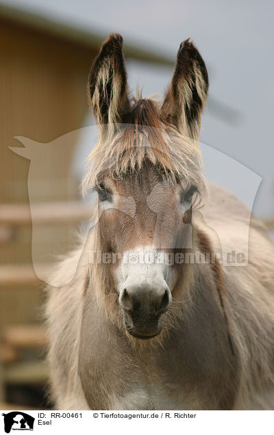 Esel / Donkey Portrait / RR-00461