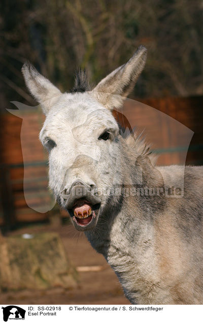 Esel Portrait / donkey portrait / SS-02918