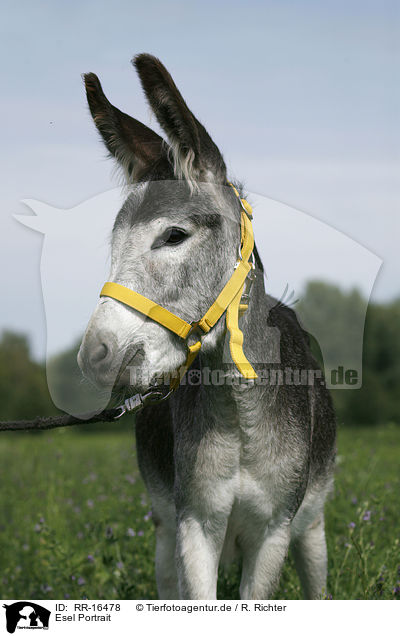 Esel Portrait / donkey portrait / RR-16478