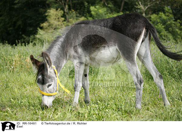 Esel / donkey / RR-16481