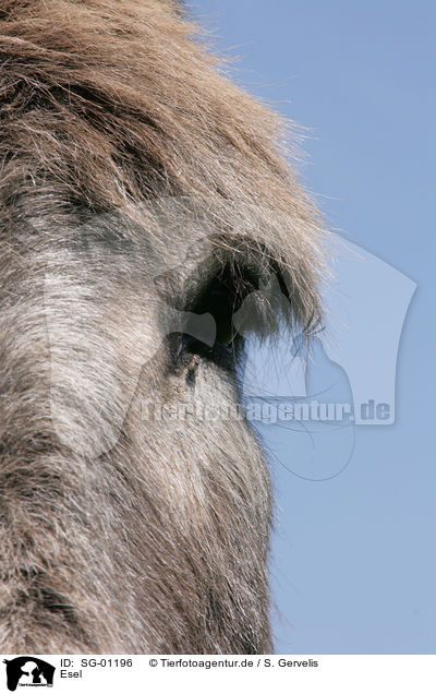 Esel / donkey / SG-01196