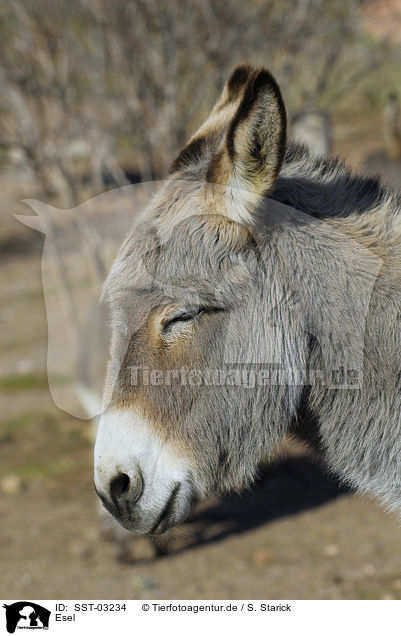 Esel / donkey / SST-03234