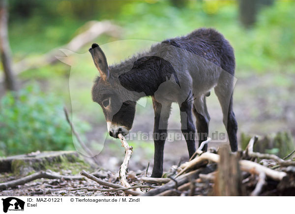 Esel / donkey / MAZ-01221