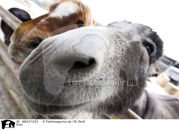 Esel / donkey / MAZ-01223