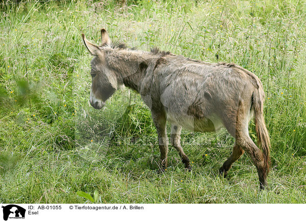 Esel / AB-01055