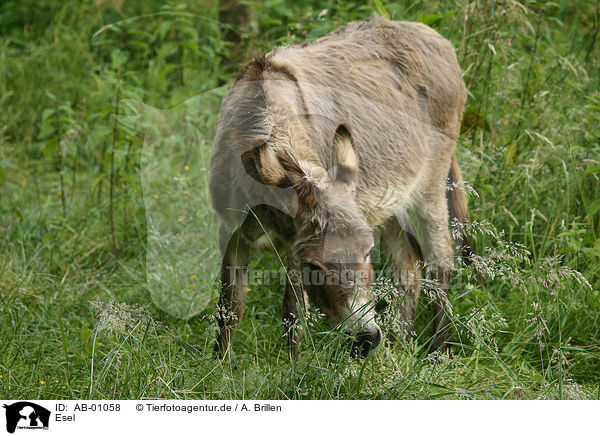 Esel / donkey / AB-01058