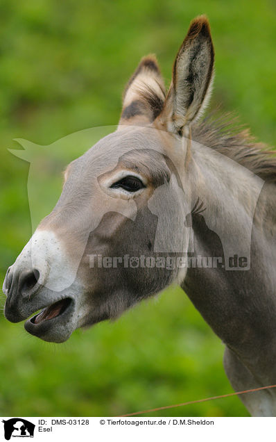 Esel / donkey / DMS-03128