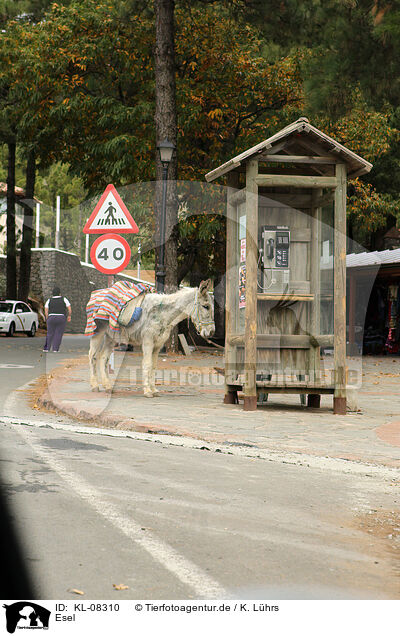 Esel / donkey / KL-08310