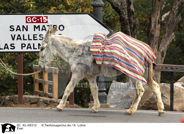 Esel / donkey / KL-08312