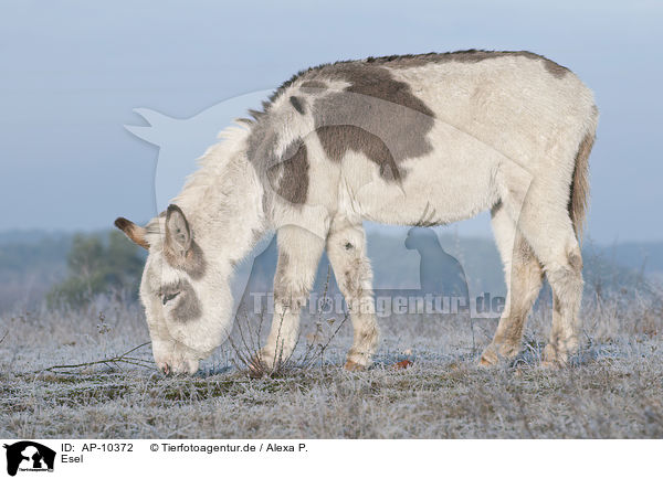 Esel / donkey / AP-10372