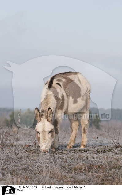 Esel / donkey / AP-10373