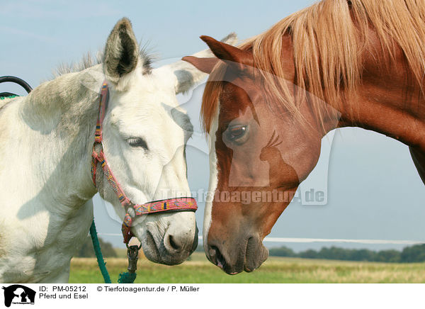 Pferd und Esel / horse and donkey / PM-05212