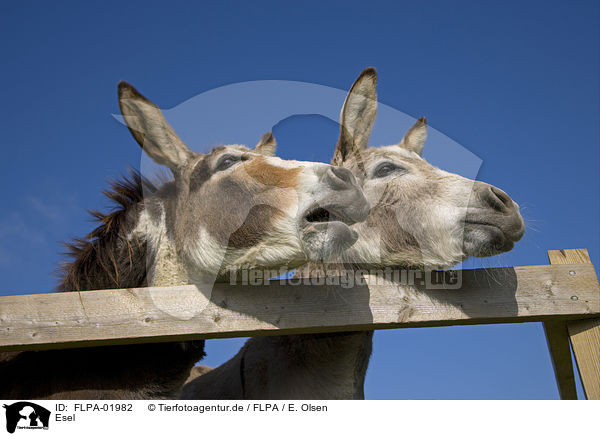 Esel / donkeys / FLPA-01982