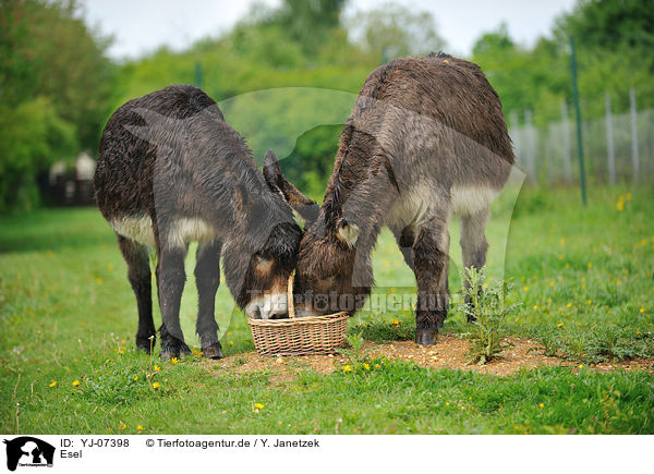 Esel / donkeys / YJ-07398