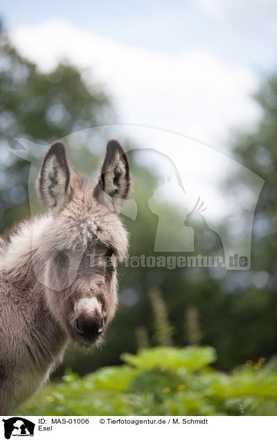 Esel / donkey / MAS-01006