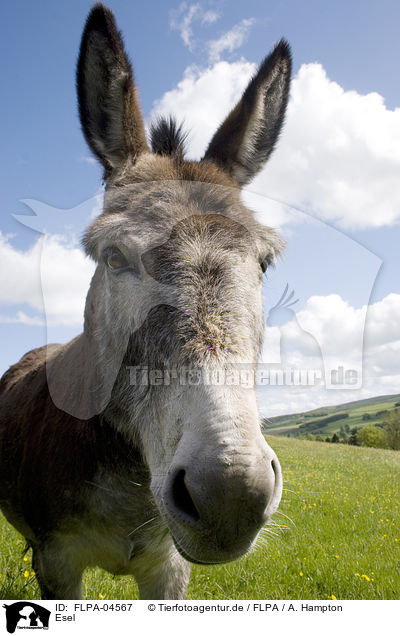 Esel / donkey / FLPA-04567