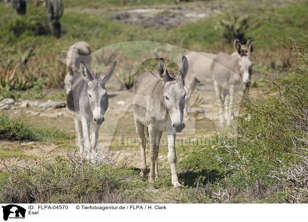 Esel / donkeys / FLPA-04570