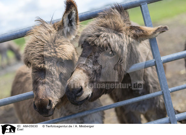 Esel / donkey / AM-05630