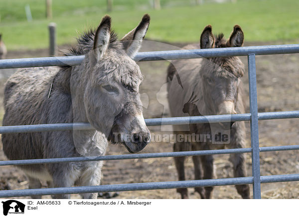 Esel / donkey / AM-05633