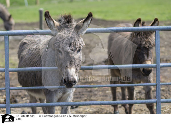 Esel / donkey / AM-05634