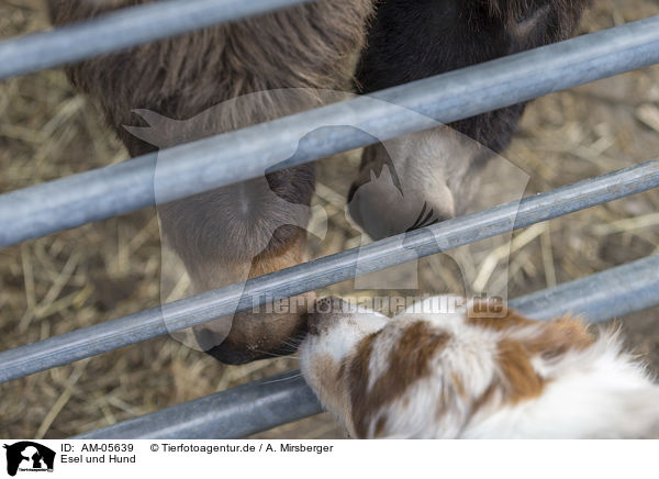 Esel und Hund / donkey and dog / AM-05639