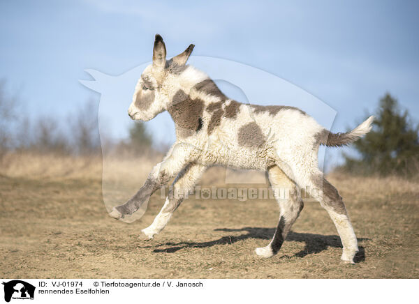 rennendes Eselfohlen / running Donkey foal / VJ-01974