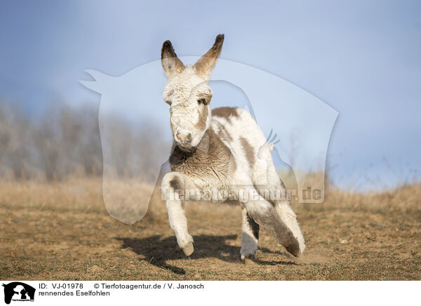 rennendes Eselfohlen / running Donkey foal / VJ-01978