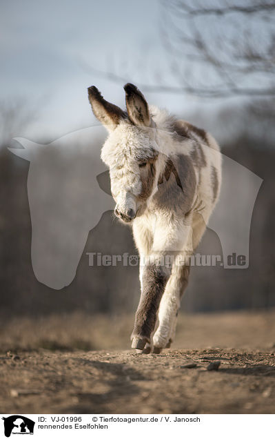 rennendes Eselfohlen / running Donkey foal / VJ-01996