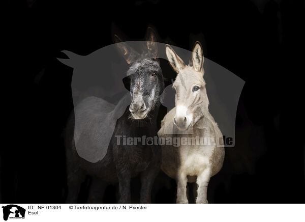 Esel / NP-01304