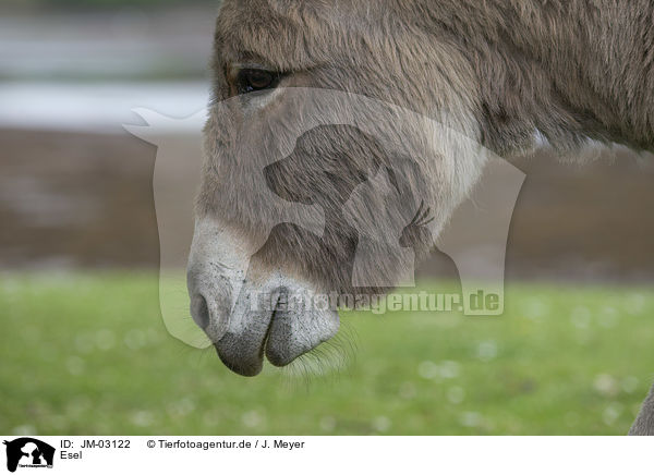 Esel / donkey / JM-03122